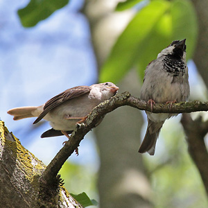 Haussperling (Passer domesticus), W Haussperling