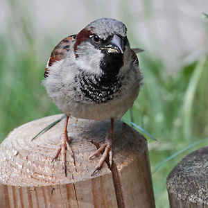 Haussperling (Passer domesticus), W Haussperling