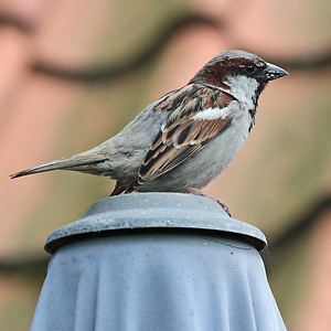 Haussperling (Passer domesticus), W Haussperling