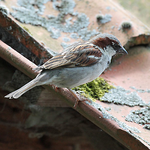 Haussperling (Passer domesticus), M Haussperling