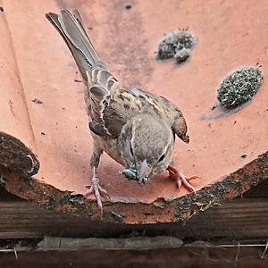 Haussperling, W mit Beute Haussperling