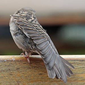 Haussperling (Passer domesticus), W Haussperling