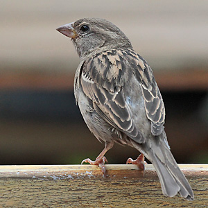 Haussperling (Passer domesticus), W Haussperling