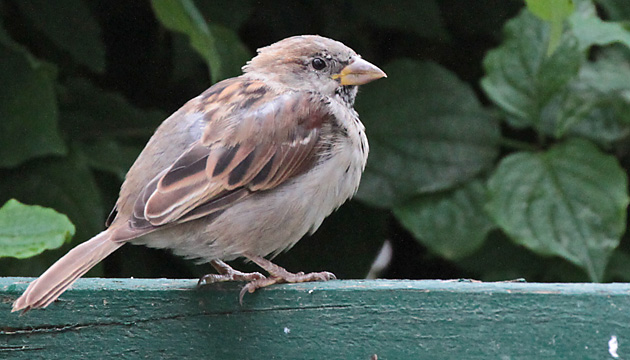 Haussperling (Passer domesticus), MW Haussperling
