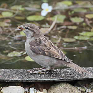 Haussperling (Passer domesticus), J Haussperling