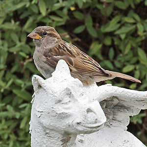 Haussperling (Passer domesticus), J Haussperling
