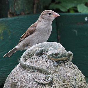 Haussperling (Passer domesticus), J Haussperling
