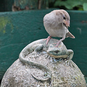 Haussperling (Passer domesticus), J Haussperling