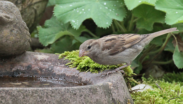 Haussperling (Passer domesticus), J Haussperling