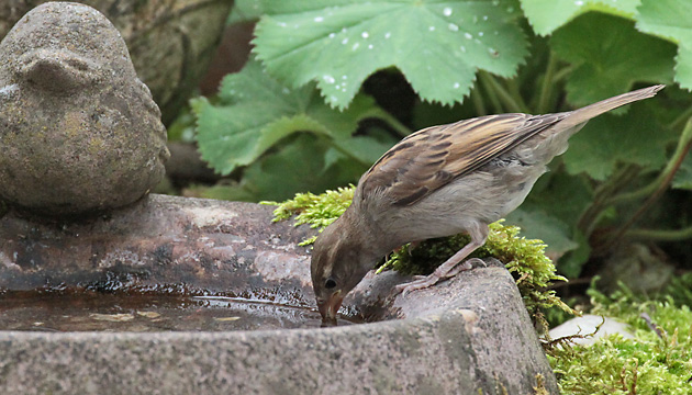 Haussperling (Passer domesticus), J Haussperling