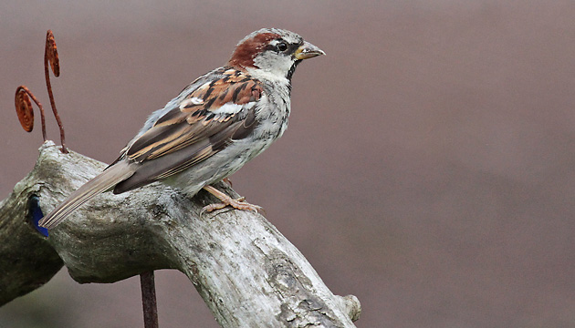 Haussperling (Passer domesticus), M Haussperling