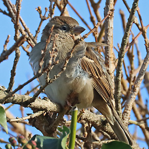 Haussperling (Passer domesticus), W Haussperling, W