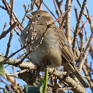 Sonnenbadender Haussperling, W Sonnenbadender Haussperling, W