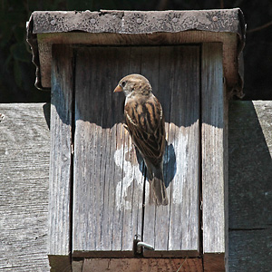 Haussperling, W am Nistkasten Haussperling am Nistkasten