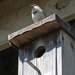Haussperling, M auf Nistkasten Haussperling, M auf Nistkasten