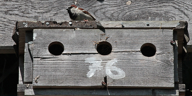 Haussperling (Passer domesticus), M auf 3-Loch-Nistkasten Haussperling, M auf Nistkasten