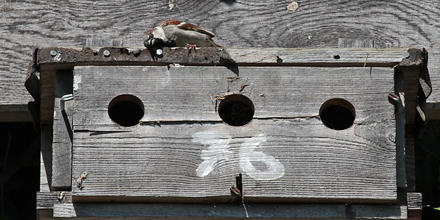Haussperling (Passer domesticus), M auf 3-Loch-Nistkasten Haussperling, M auf Nistkasten