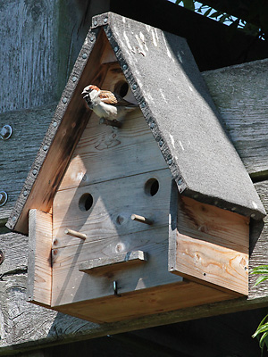 Haussperling, M vor Nistkasten Haussperling, M vor Nistkasten