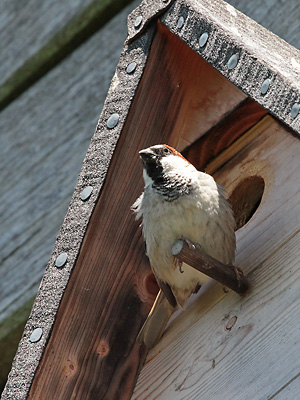 Haussperling, M vor Nistkasten Haussperling, M vor Nistkasten