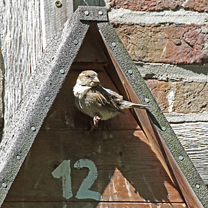 Haussperling, W am Nistkasten Haussperling, W am Nistkasten