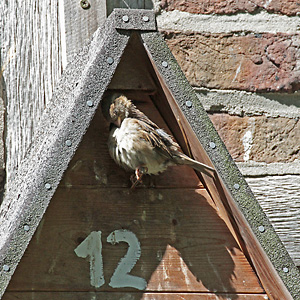 Haussperling, W am Nistkasten Haussperling, W am Nistkasten