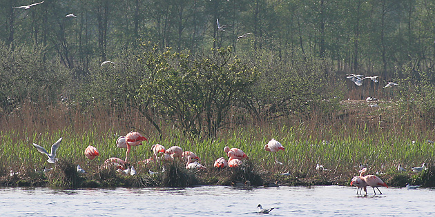 Flamingos (Phoenicopteriformes)