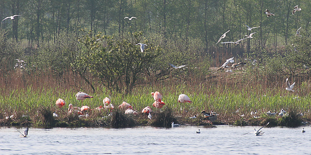 Flamingos (Phoenicopteriformes)