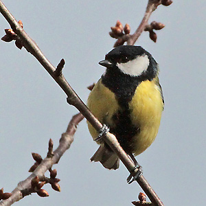 Kohlmeise (Parus major, M), 5.3.2017 Kohlmeise