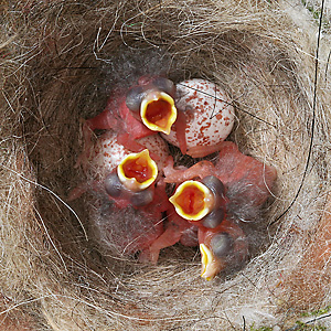 4 junge Kohlmeisen