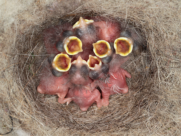 Kohlmeisen-Nestlinge