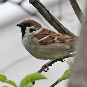 Feldsperling (Schöngeising, 14.4.2017) Passer montanus