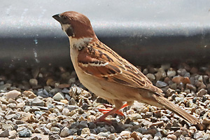 Feldsperling (Passer montanus) Feldsperling