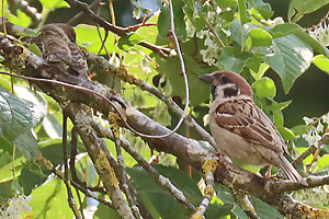 Feldsperling (Passer montanus) Feldsperling