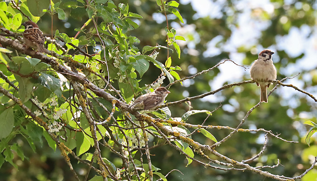 Passer montanus, MWM Passer montanus