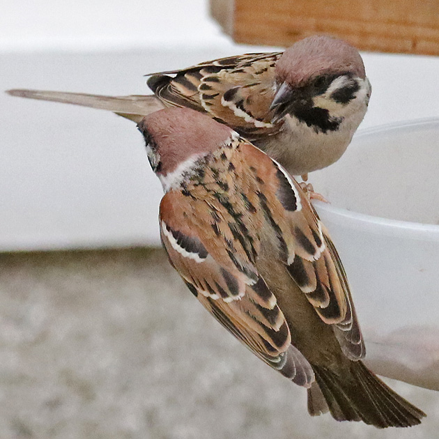Passer montanus, MW Passer montanus