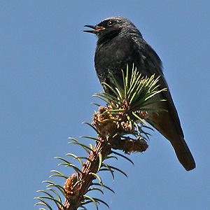 Phoenicurus ochruros (SG, 22.4.2007) Hausrotschwanz