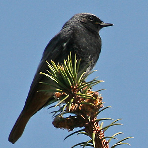 Hausrotschwanz (Phoenicurus ochruros) Hausrotschwanz