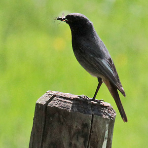 Hausrotschwanz (Phoenicurus ochruros) Hausrotschwanz