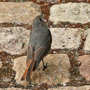Hausrotschwanz (Phoenicurus ochruros) Hausrotschwanz