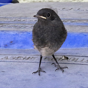 Hausrotschwanz (Phoenicurus ochruros) Hausrotschwanz