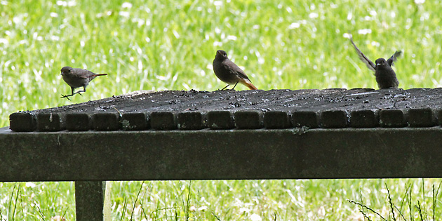 Hausrotschwanz (Phoenicurus ochruros) Hausrotschwanz