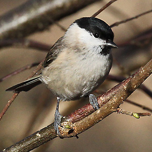 Sumpfmeise (Poecile palustris, 2.2.2014) Sumpfmeise