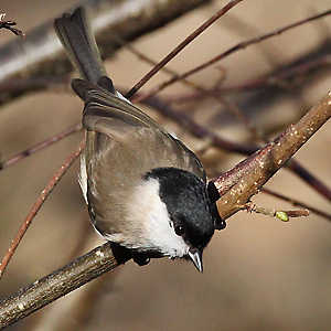 Sumpfmeise (Poecile palustris) Blaumeise