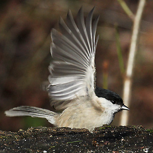 Sumpfmeise (Poecile palustris) Sumpfmeise