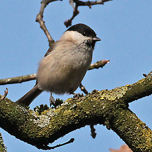 Sumpfmeise (Poecile palustris) Blaumeise