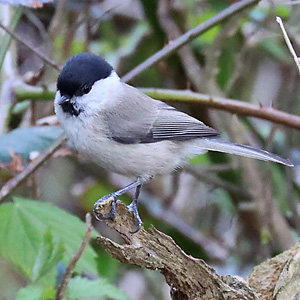 Sumpfmeise (Poecile palustris) Sumpfmeise