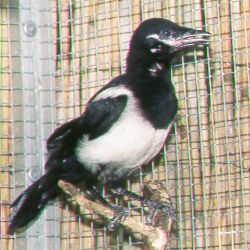 Junge Elster Junge Elster