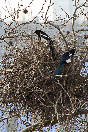 Dohle (Corvus monedula) Dohle