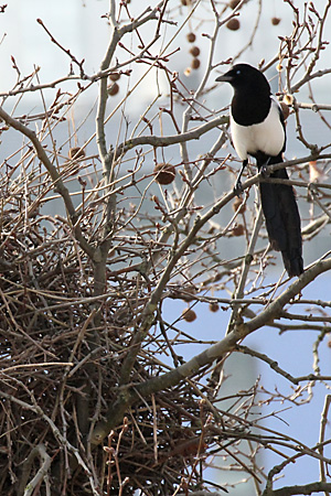 Dohle (Corvus monedula) Dohl