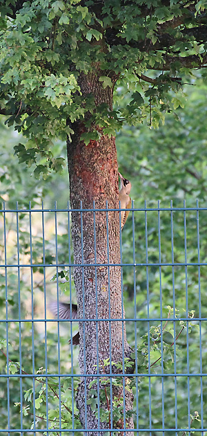 2 Gr&uuml;nspechte (Picus viridis)